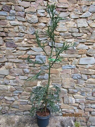 Cryptomeria japonica rasen sugi, 7.5L 145-155cm SPIRAL stem