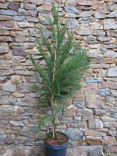 Cryptomeria kitayama dai 5L 135-145cm