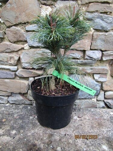 Pinus pumila glauca 3L 25-30cm