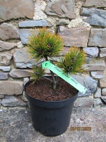 Pinus mugo ophir 3L 20-25cm