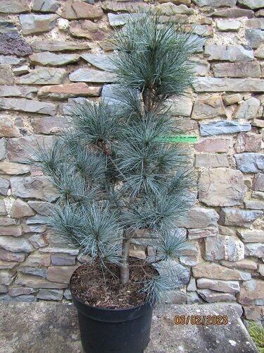 Pinus strobus blue clovers 10L 100-110cm