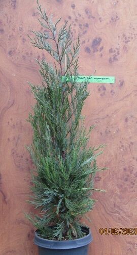 Juniperus scopulorum moonglow 5L 90-100cm