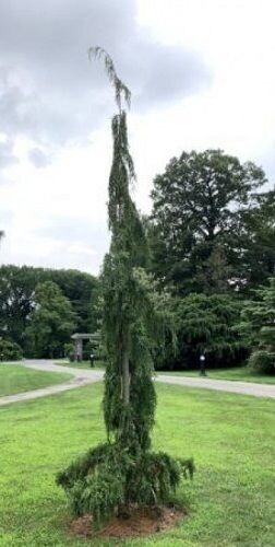 Xanthocyparis nootkatensis moonshot 110-120cm
