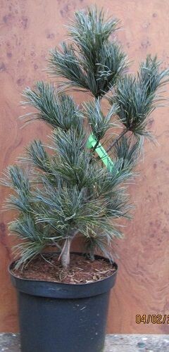 Pinus koraiensis silveray 12L 80-90cm