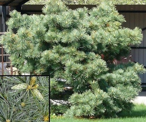 Pinus strobus macopin 7.5L 30-40x65cm