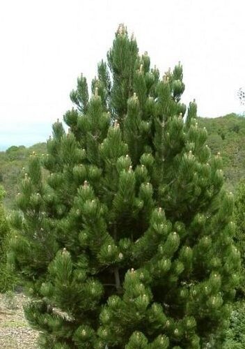 Pinus heldreichii green giant 5L40-45x30cm