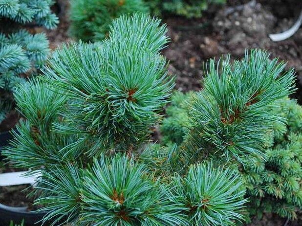 Pinus pumila blue mops 3L 25-30cm