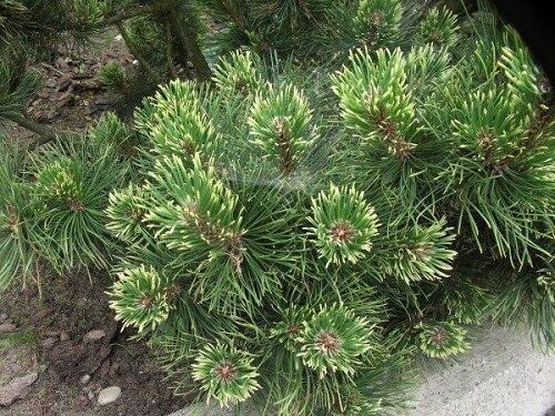 Pinus mugo pal maleter 3L 30-40cm