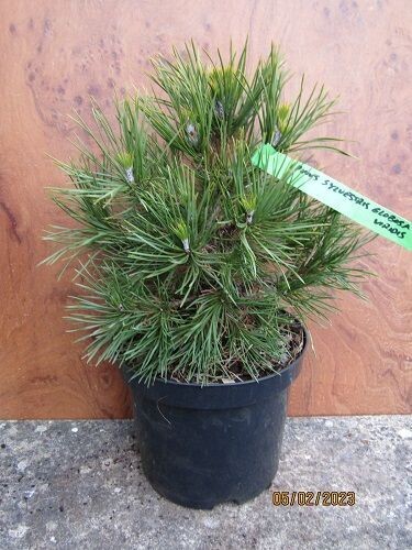 Pinus nigra globosa viridis 3L 25-30cm