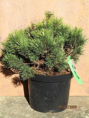 Pinus mugo mops 7.5L 25-35x40cm