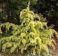 Cedrus deodara feelin sunny 125-135cm