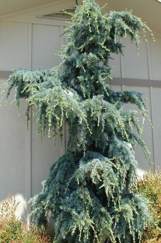Cedrus libani blue angel 5L 135-145cm
