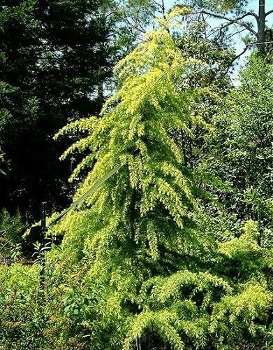Cedrus deodara vinks golden 7.5L 135-145cm