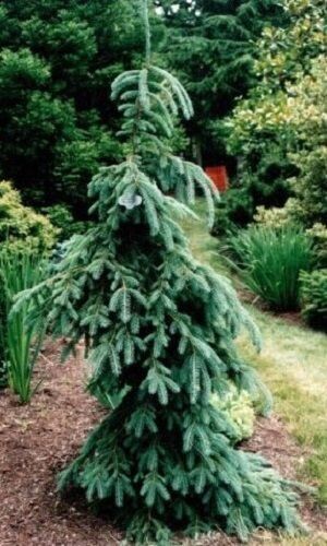 Picea glauca pendula 100-125cm rb