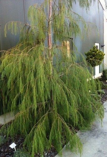 Chamaecyparis lawsoniana ushi curtain 7.5L 150x110cm