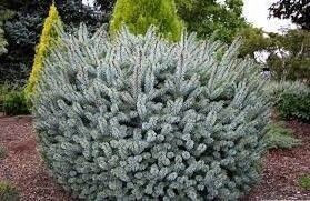Picea sitchensis, Silberzwerg 5L 20-25cm