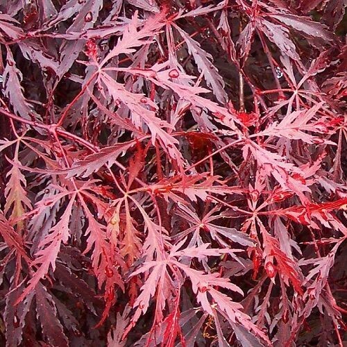 Acer palmatum tamuke-yama, 'Tribute to the mountain' 25L/rb 150-175cm. Special order only. Please email the office