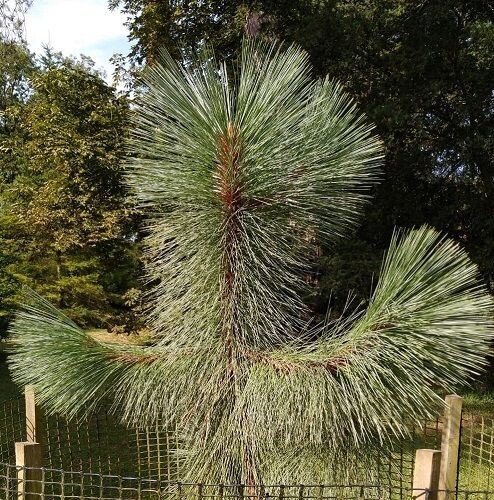 Pinus hartwegii 1st yr seedlings, COMING SOON, pleas email the office