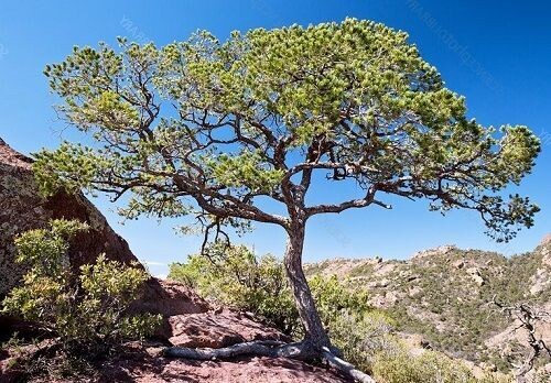Pinus cembroides, Mexican pinyon pine 5L 70-75cm