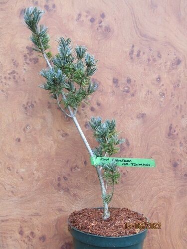 Pinus parviflora Ha-tzumari goyo 60-70cm