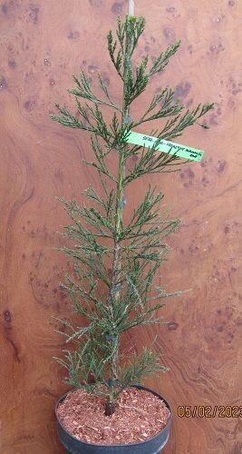 Sequoiadendron giganteum healthy mammoth one 10L 80-90cm