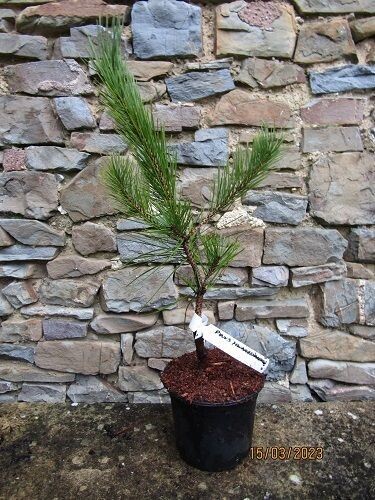 Pinus hwangshanensis 60-65cm