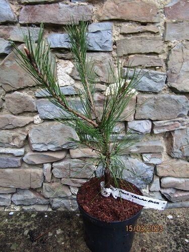 Pinus taiwanensis 5L 75-85cm