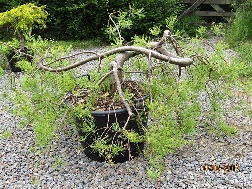 Pinus strobus pendula 90L 40-50x220-240cm spread