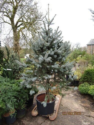 Picea pungens hoopsii 40L 210-220 x 140cm EXACT ITEM OFFER