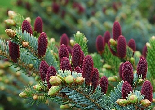 Picea abies acrocona 10L 70-80x70cm