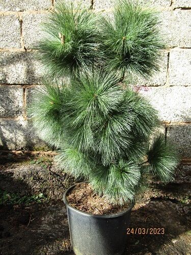 Pinus schwerinii weithorst 15L 90-100cm