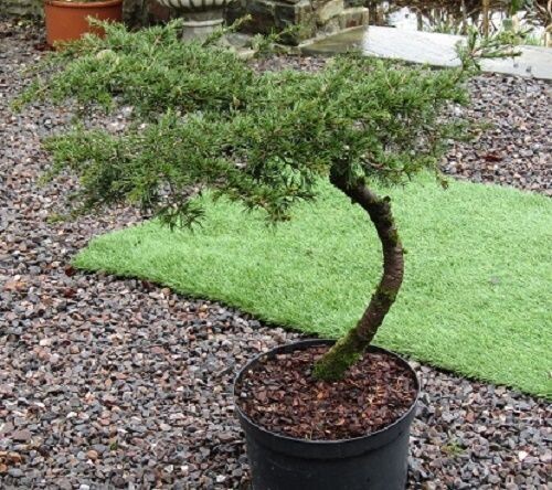 Cedrus libani, flat top C shape 65-75x70cm