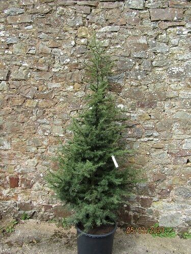 Cedrus libani, cedar of Lebanon 40L 230-270cm