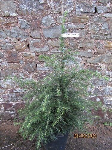 Cedrus deodara 10L 100-110cm