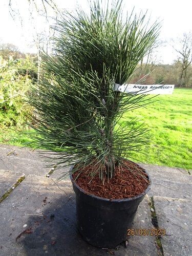 Pinus nigra rondello, 7.5L 63-70cm