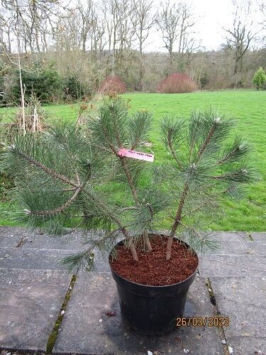 Pinus nigra nigra Multistem 15L 60-0790x80cm) Excellent niwaki material.