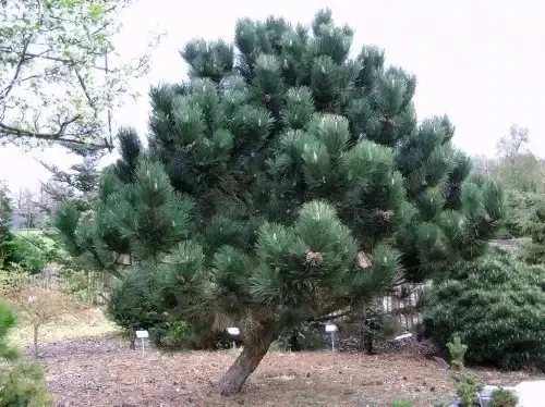 Pinus nigra 'Géant de Suisse' 15L 90-100x65cm