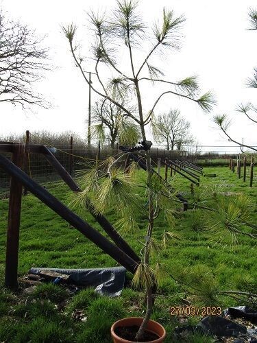 Pinus wallichiana zebrina 10/12L 200-220x130cm EXACT ITEM OFFER