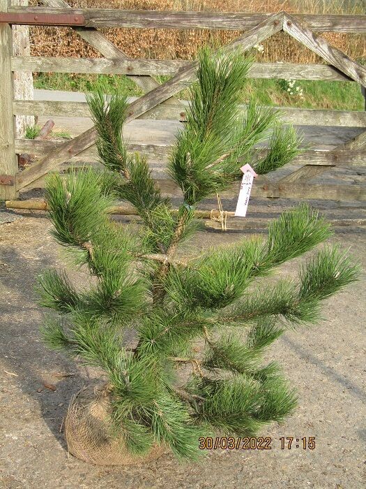 Pinus nigra nigra 100-110x90-100cm 16-20g(@2-2.5"diam. stem)  Excellent niwaki material