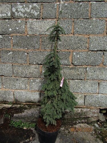 Picea glauca pendula 15L 145-165cm, please contact the office