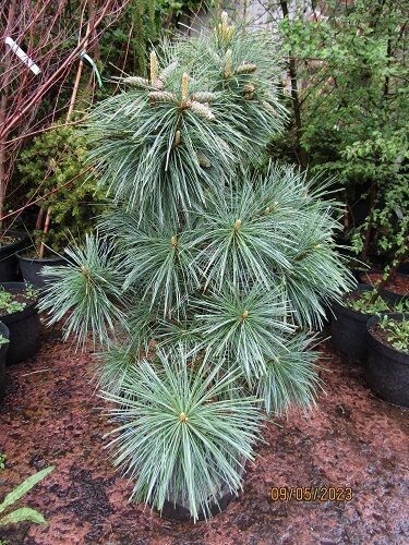 Pinus schwerinii weithorst 15L 80-90x60plus cm