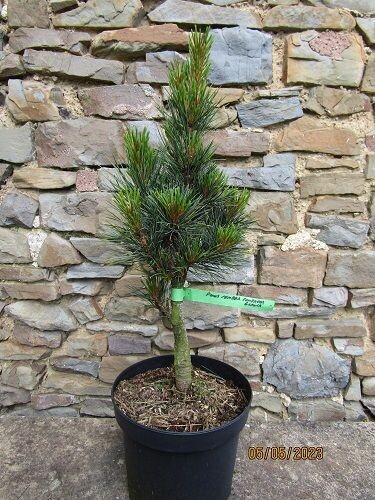 Pinus cembra compacta glauca 5L 55-60cm