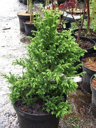 Cryptomeria japonica jindai-sugi 7.5L 45-50cm