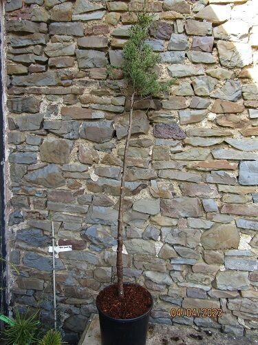 Cupressus arizonica fastigiata 10L 130-150cm