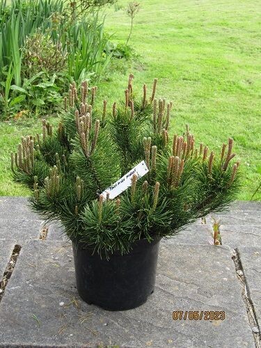 Pinus mugo mughus, dwarf mountain pine 7.5L 30-35x50cm