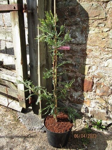 Sequoia sempervirens loma prieta spike 10L 125-135cm