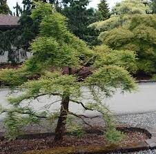 Metasequoia glyptostroboides miss grace, please call the office