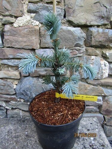 Pseudotsuga menziesii glauca pendula 20-25cm