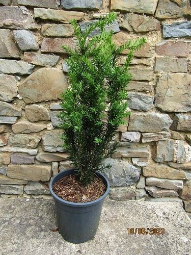 Taxus cuspidata nana, Japanese dwarf yew  60-70cm