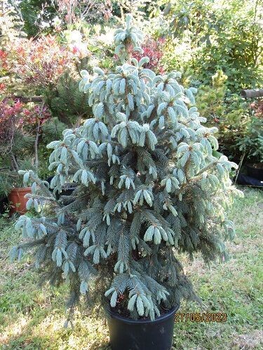 Picea engelmannii blue softie, please call the office 20L 125-135x95cm
